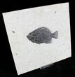 Dark Priscacara Fossil Fish - Wyoming #22965-1